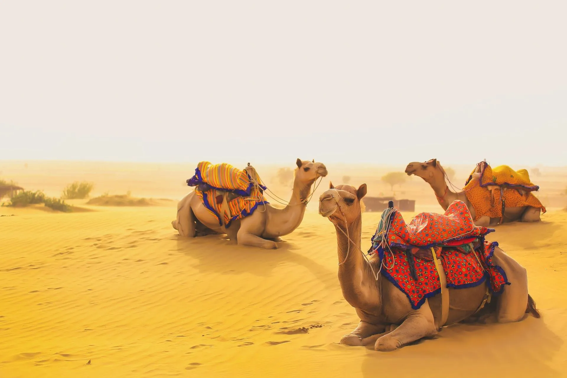Jaisalmer Desert